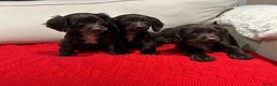 Cocker Spaniel dogs for sale: Chocolate cocker spaniel puppies ❤️ - Advert 1