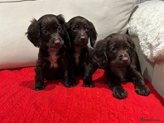 Cocker Spaniel dogs Chocolate cocker spaniel puppies ❤️ - Advert 1