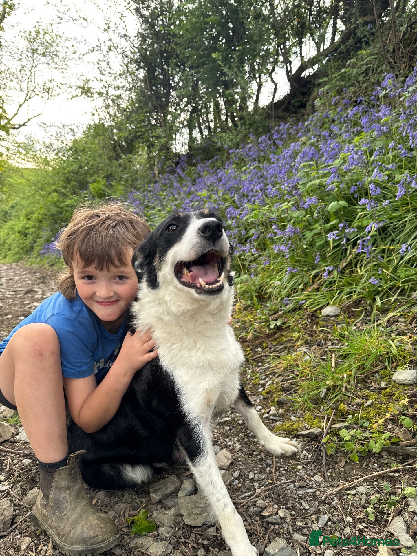 Border Collie dogs Stunning collie both inside & out. Great with kids - Advert 2