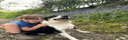 Border Collie dogs for sale: Stunning collie both inside & out. Great with kids - Advert 2