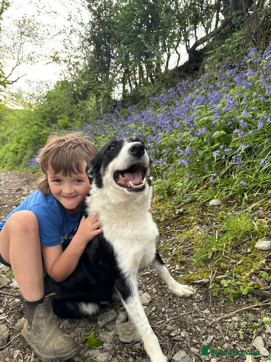 Border Collie dogs for sale: Stunning collie both inside & out. Great with kids - Advert 2