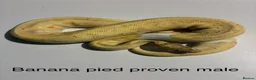 Python Snake reptiles for sale: Royal pythons for sale - Bristol - Advert 5
