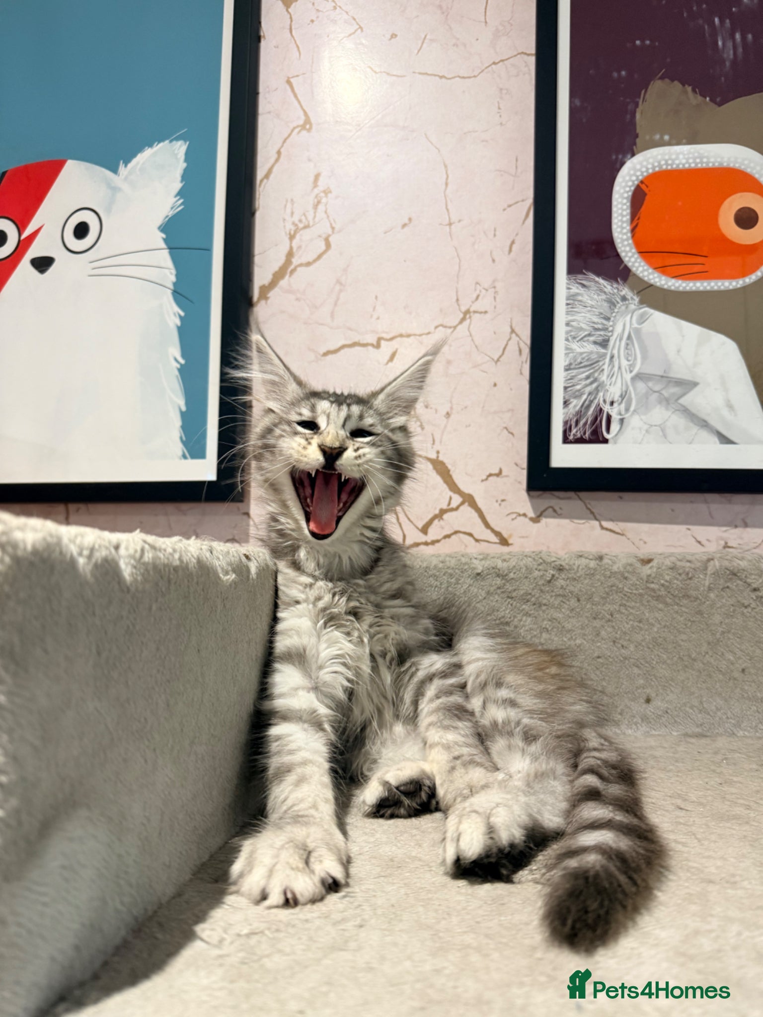 Maine Coon cats Silver Female Full Pedigree Maine Coon Kitten - Advert 4