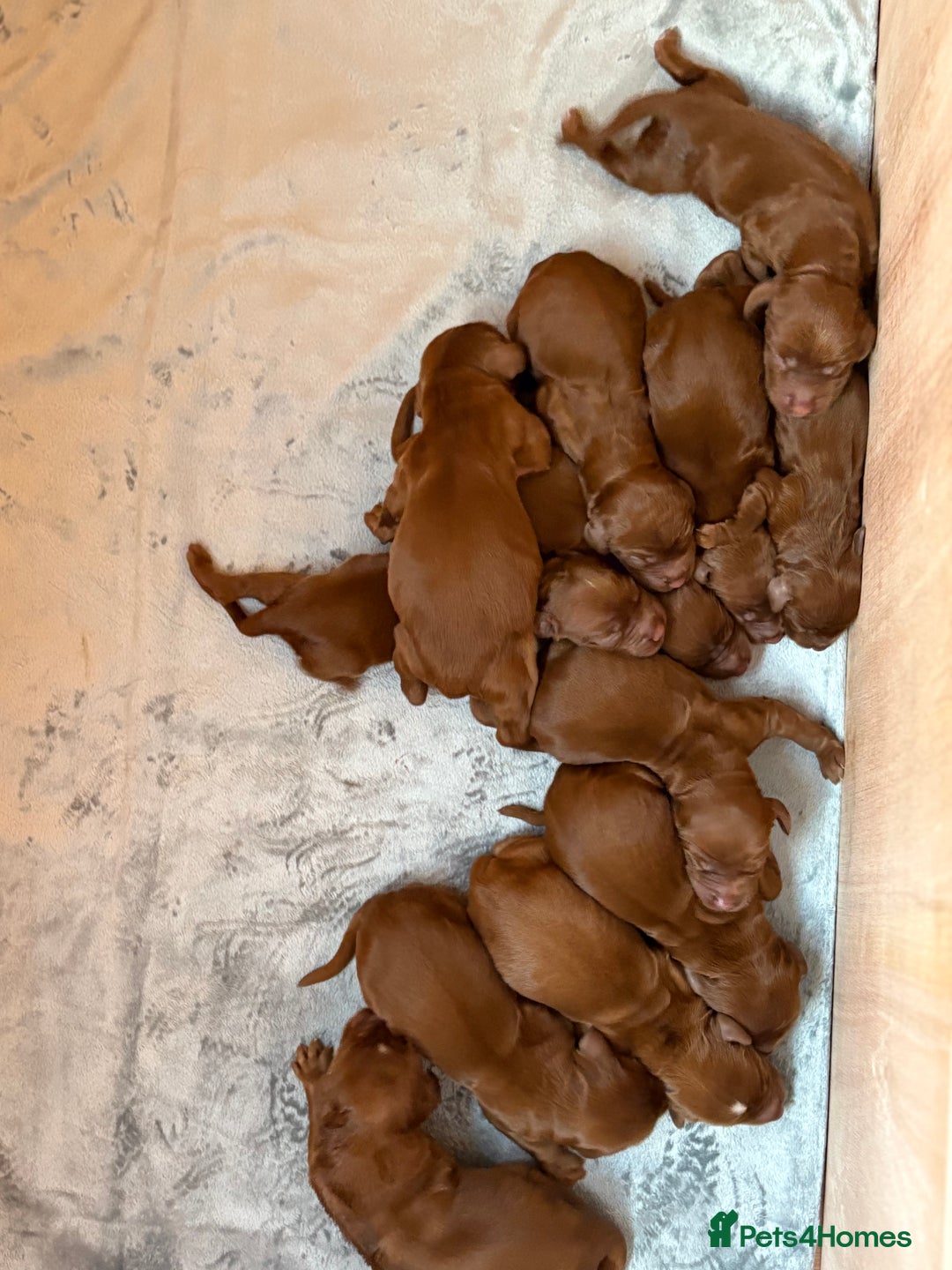 Irish Setter dogs for sale: ❤️🇮🇪Irish setter pups 🇮🇪 ❤️ - Advert 15