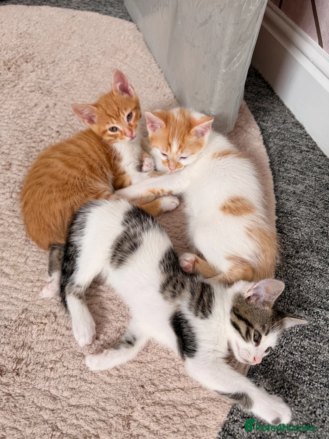Mixed Breed cats for sale: 2 male ginger tabby’s  in Hinckley - Advert 2