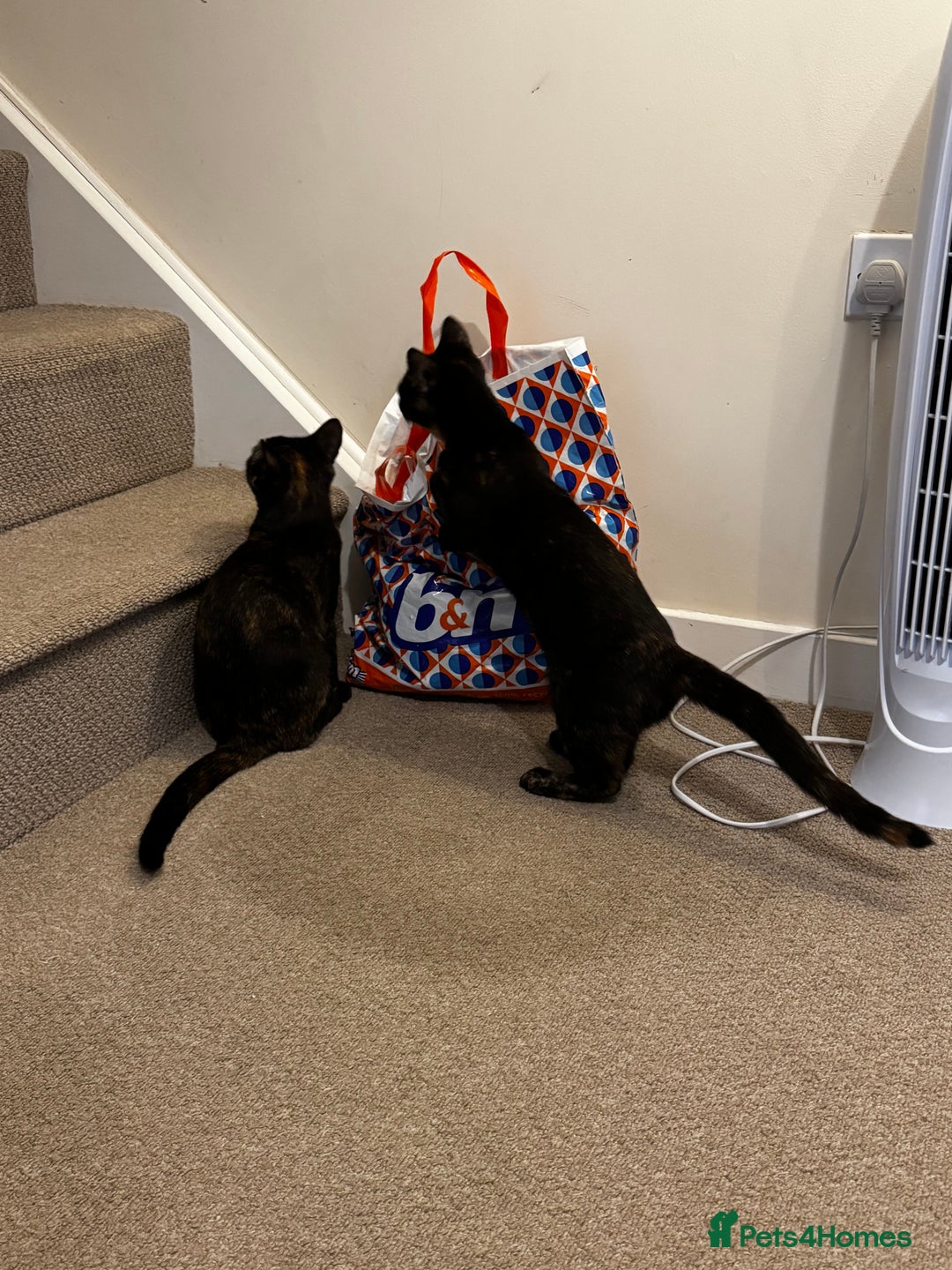 British Shorthair cats for sale: Bonded tortie kittens looking for forever home - Advert 4