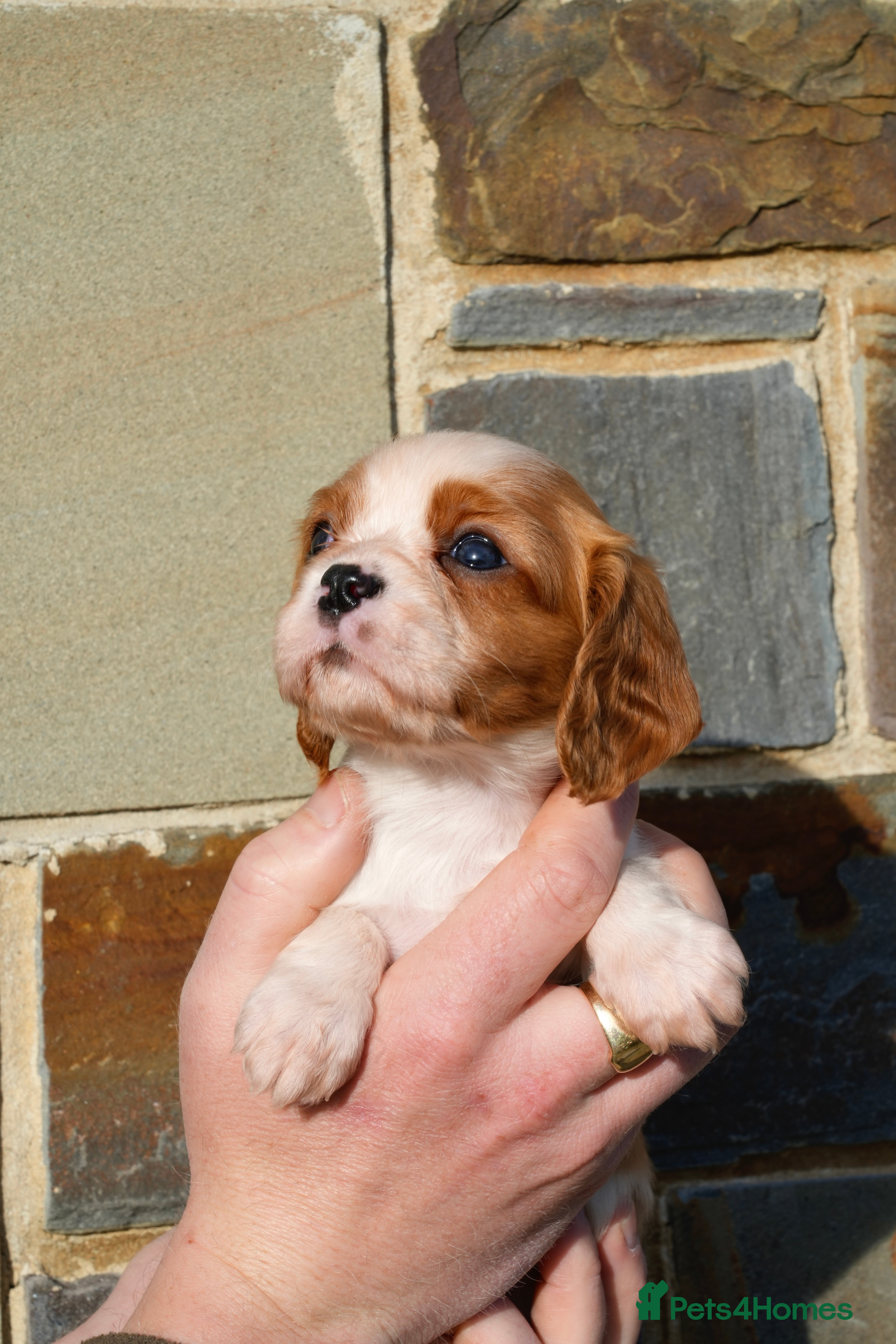 Cavalier King Charles Spaniel dogs ⭐️ Cavalier King Charles Puppies ⭐️ - Advert 3