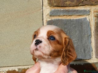 Cavalier King Charles Spaniel dogs ⭐️ Cavalier King Charles Puppies ⭐️ - Advert 5