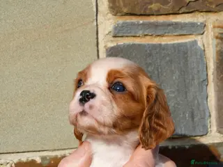 Cavalier King Charles Spaniel dogs ⭐️ Cavalier King Charles Puppies ⭐️ - Advert 2