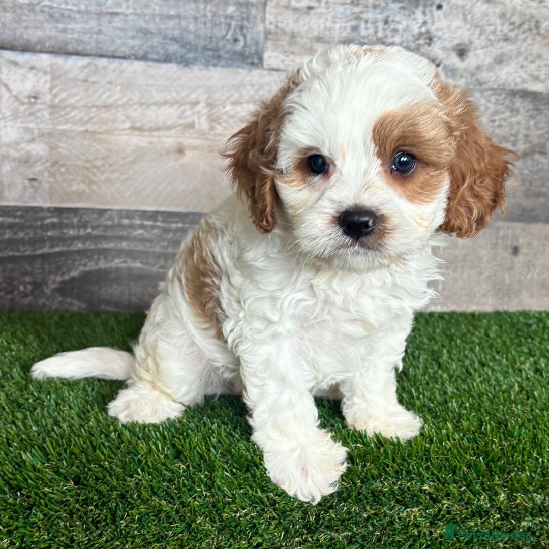Cavapoo dogs for sale: Beautiful Toy Cavapoo Puppies for sale - Image 12