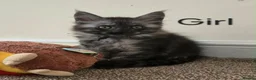 Maine Coon cats for sale: 2 Maine Coon girls. - Advert 10