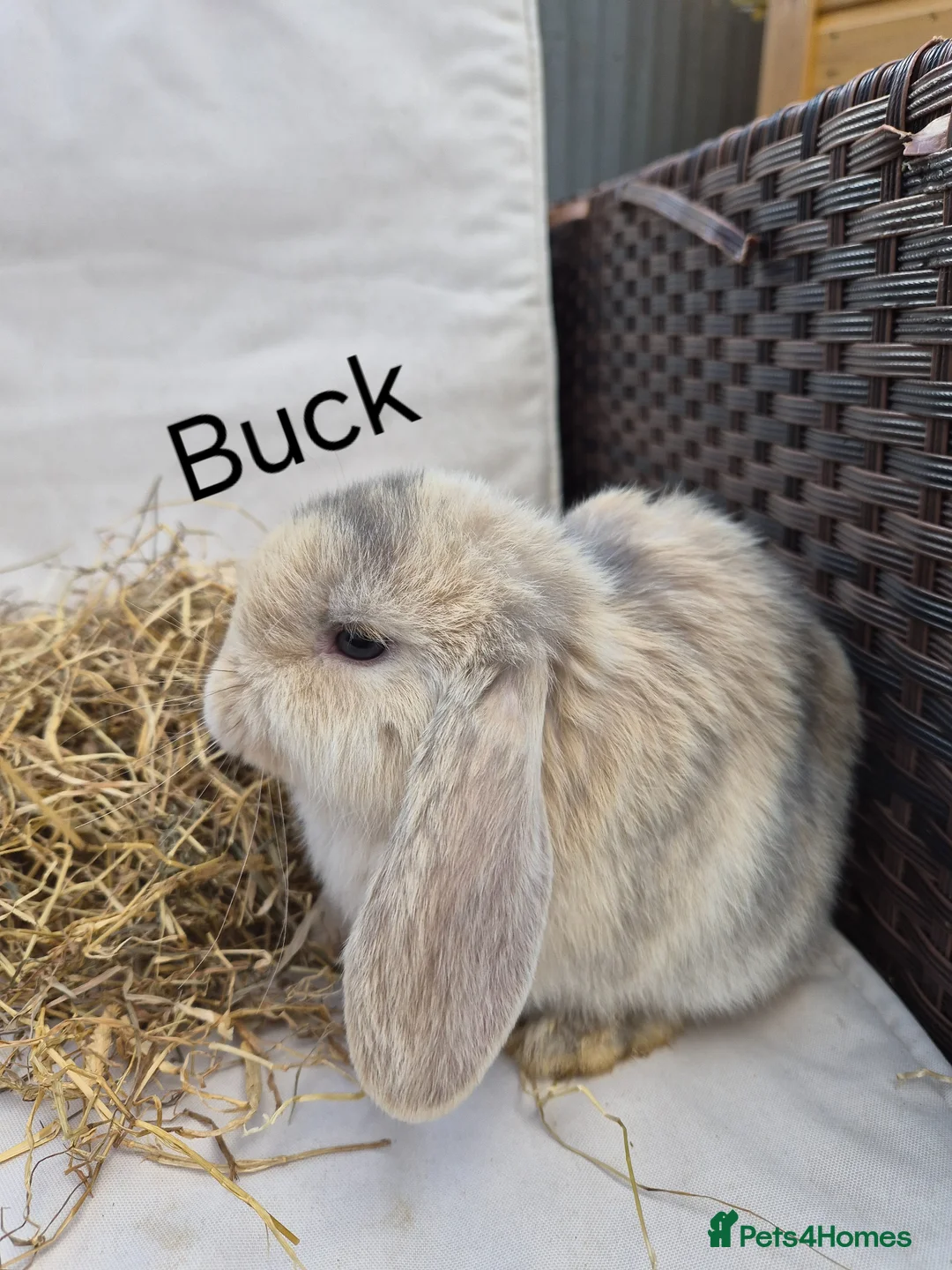 Mini Lop rabbits for sale: Mini Lop Babies Beautiful Temperaments. - Advert 4