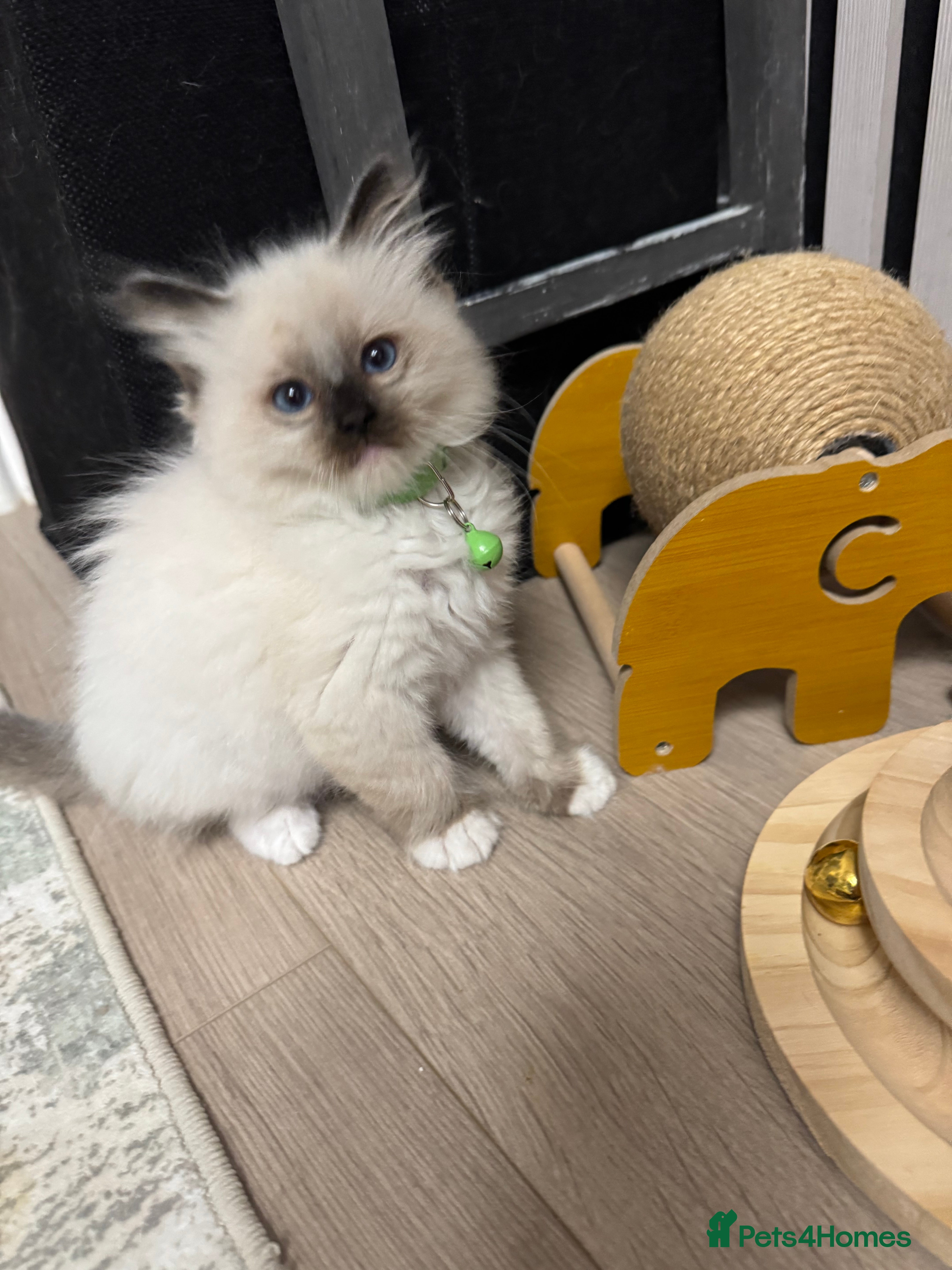Ragdoll cats for sale: GCCF registered Ragdoll kittens - Advert 18