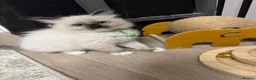 Ragdoll cats for sale: GCCF registered Ragdoll kittens - Advert 1