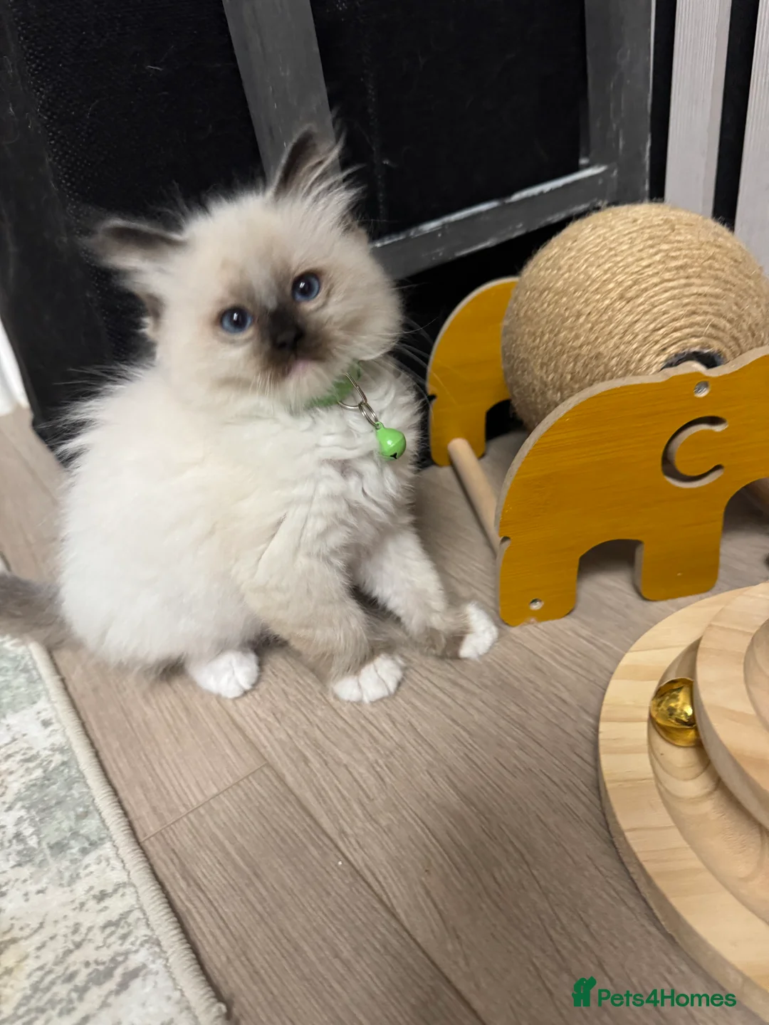 Ragdoll cats for sale: GCCF registered Ragdoll kittens - Advert 1