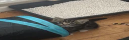 Mixed Breed cats for sale: Tortoise shell male kittens - Advert 3
