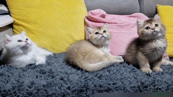British Shorthair cats British shorthair pedigree kittens - Advert 3