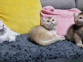 British Shorthair cats British shorthair pedigree kittens - Advert 9