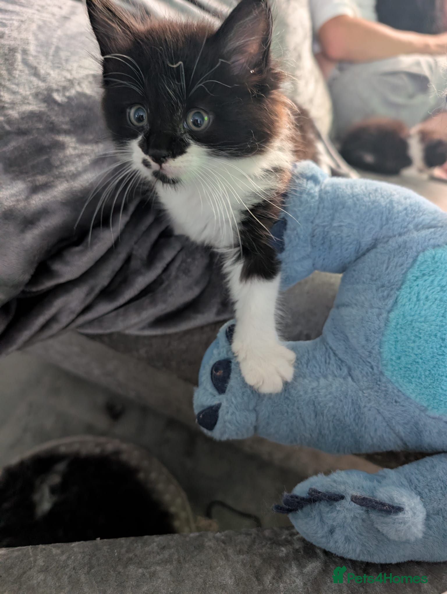 Mixed Breed cats PRICE DROP Mom is maincoon dad is normal tom cat  - Advert 18