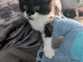 Mixed Breed cats PRICE DROP Mom is maincoon dad is normal tom cat - Advert 18