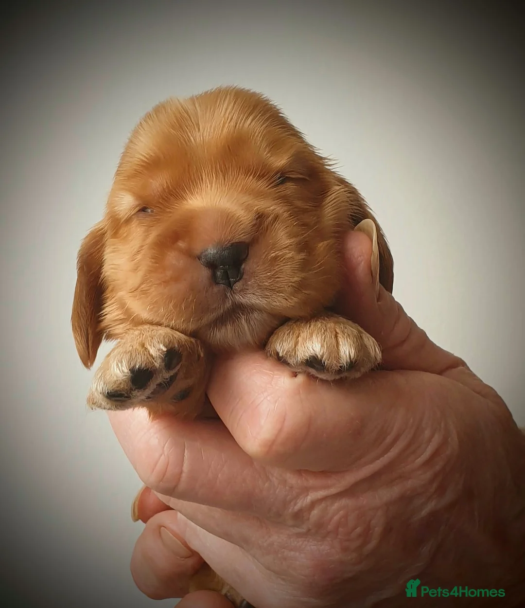 Cocker Spaniel dogs for sale: K.C Show line Cocker Spaniel puppies  - Advert 1