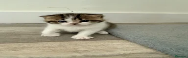 British Shorthair 2