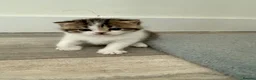 British Shorthair cats for sale: 3 British shorthair kittens - Advert 9