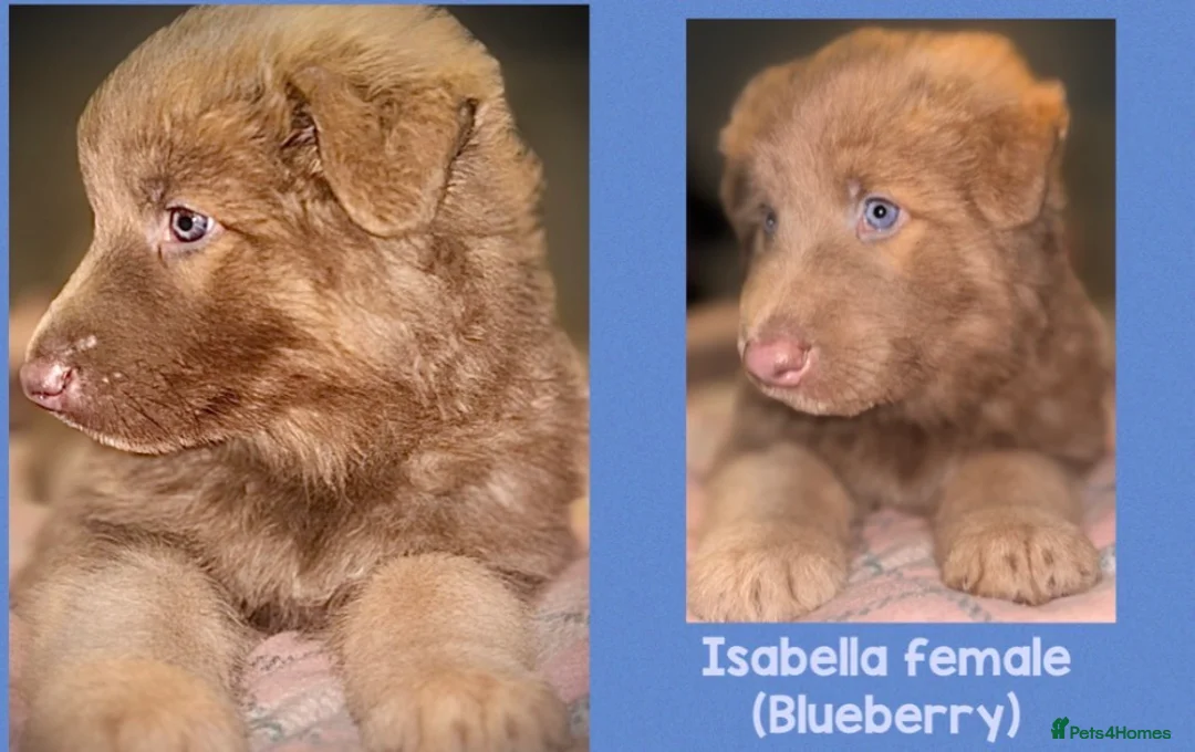 German Shepherd dogs for sale: ISABELLA & BLUE GSD PUPPIES *STUNNING* - Advert 9