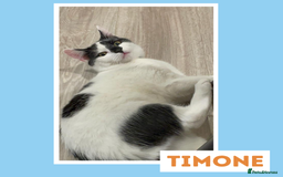 Mixed Breed cats for adoption: Sociable Cuddlebug - Image 3
