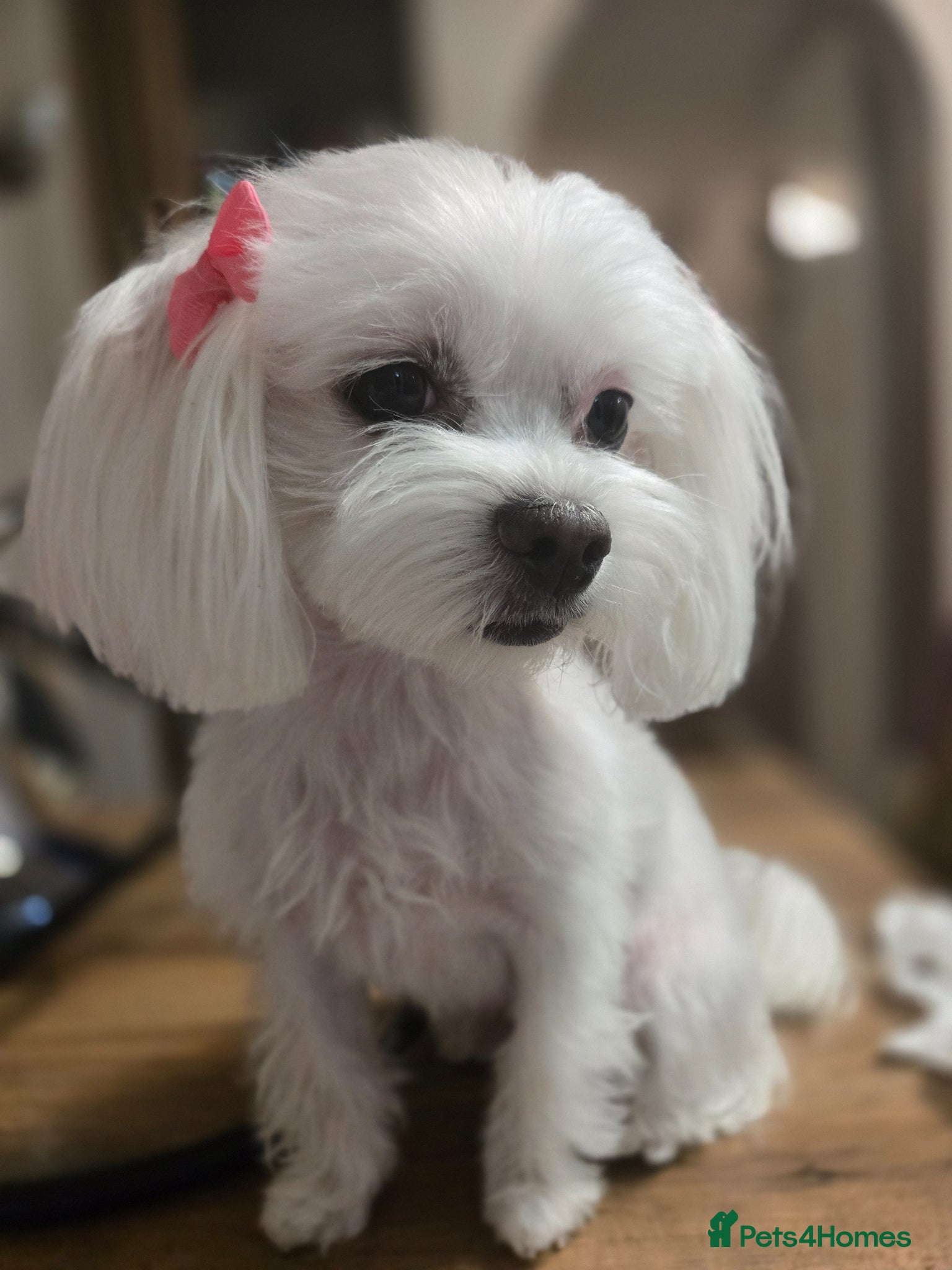 Maltese dogs Stunning Maltese puppies  - Advert 1