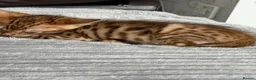 Bengal cats for sale: Beautiful bengal - Advert 4