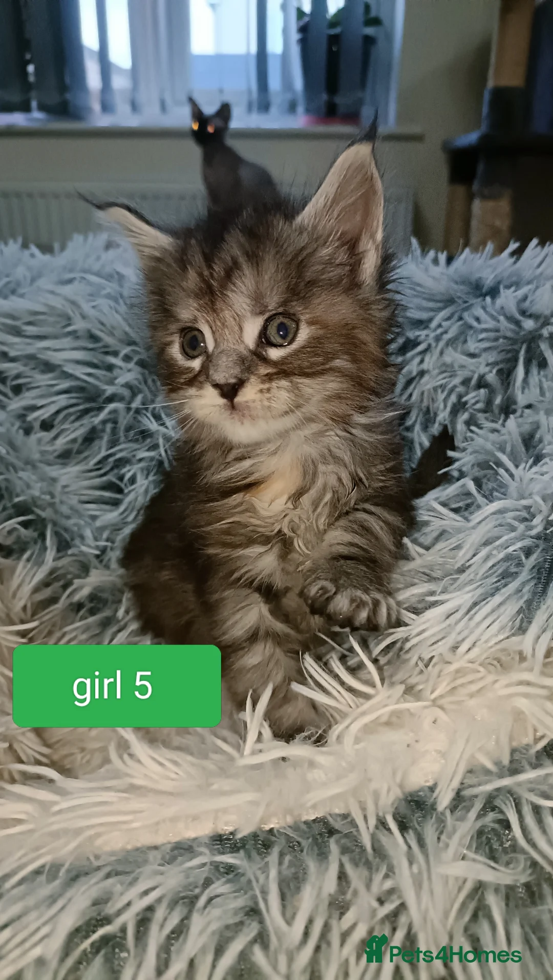 Maine Coon cats for sale: 😻😻😻Adorable fluffy Maine Coon kittens 😻😻😻 - Advert 19