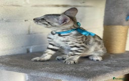 Bengal cats for sale: 🐾 Pedigree tica registered Bengal Kittens - Image 20