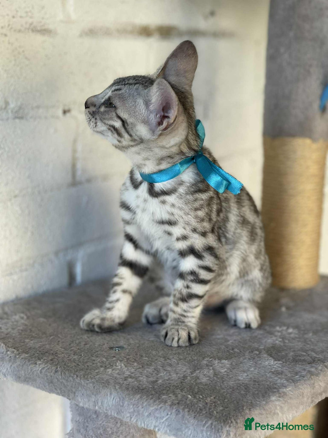 Bengal cats for sale: 🐾 Pedigree tica registered Bengal Kittens - Image 20