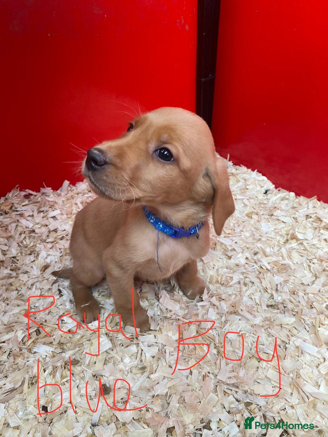 Labrador Retriever dogs for sale: Labrador Fox Red - Image 7