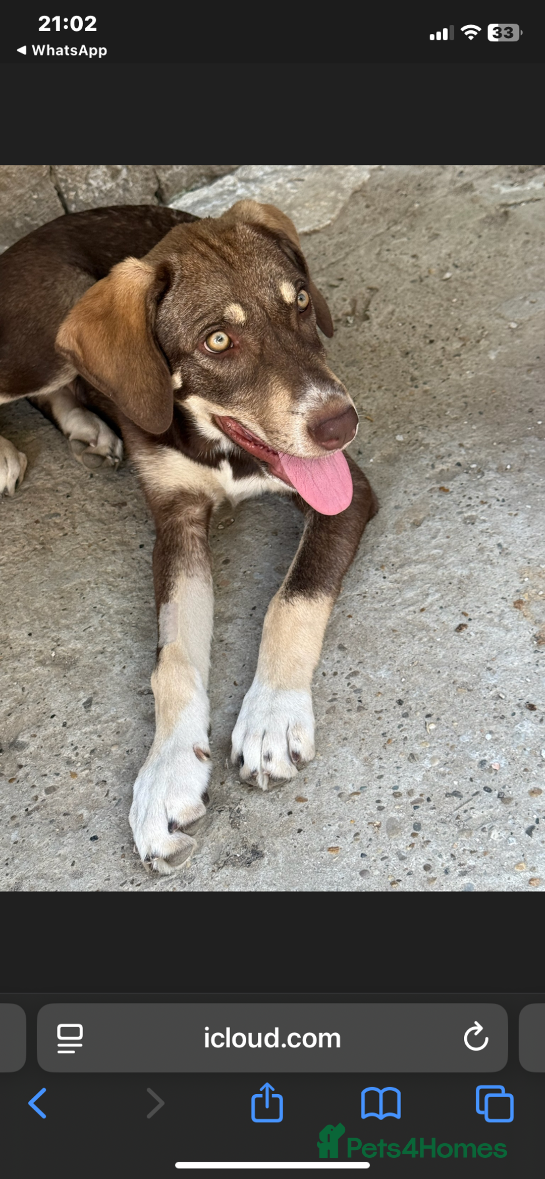 Mixed Breed dogs for adoption: Teya- sweet and loving  - Image 9
