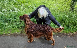 Irish Setter dogs for stud: KC CH line Irish Setter Stud  - Image 3