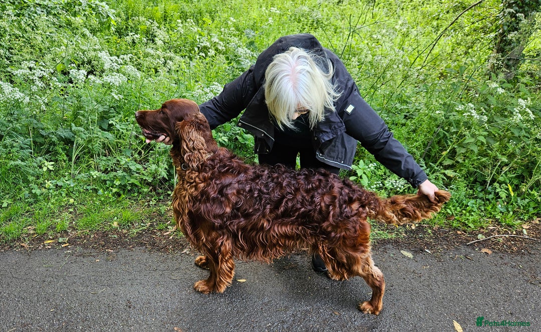 Irish Setter dogs for stud: KC CH line Irish Setter Stud  - Image 3