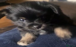 Mixed Breed dogs for sale: Beautiful 8 week old Chug x Papillion Boy & Girl  - Image 2