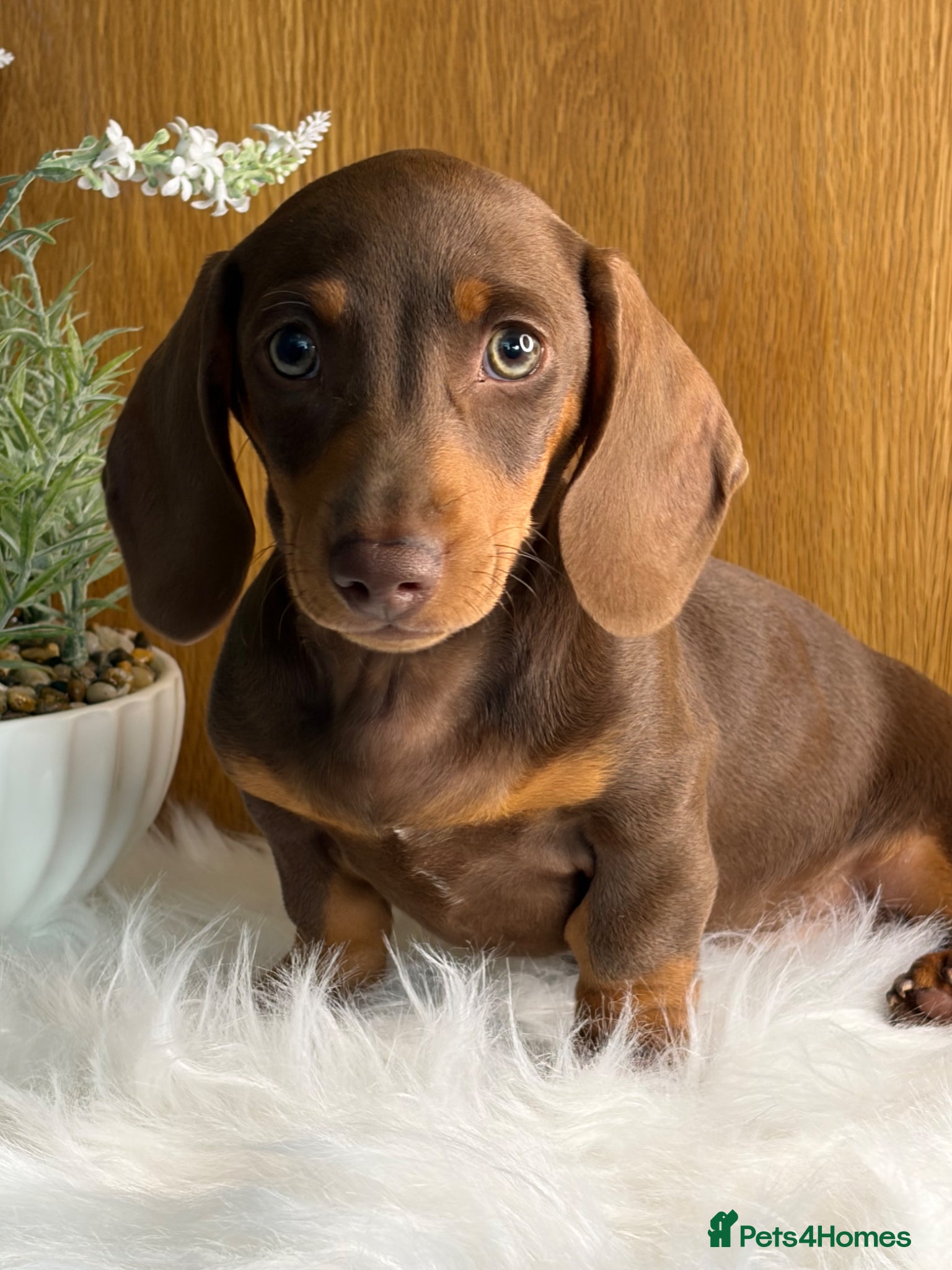 Miniature Dachshund dogs 💗 READY NOW 2 SHOW QUALITY MALES 🎀 - Advert 1