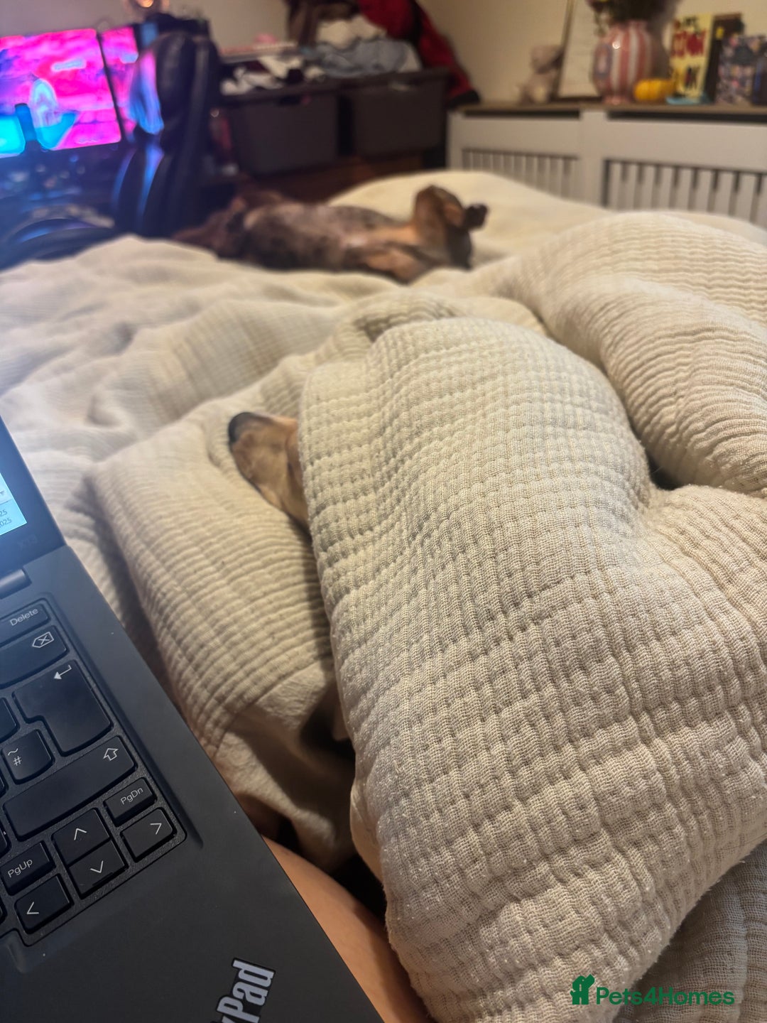 Dachshund dogs for sale: AD CURRENTLY ON HOLD  - Advert 10