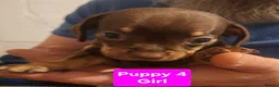 Chiweenie dogs for sale: 5 Chiweenies for Sale  - Advert 14