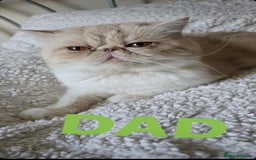 Persian cats for sale: Two beautiful MALE kittens 🐈‍⬛ 🐈‍⬛  - Image 14