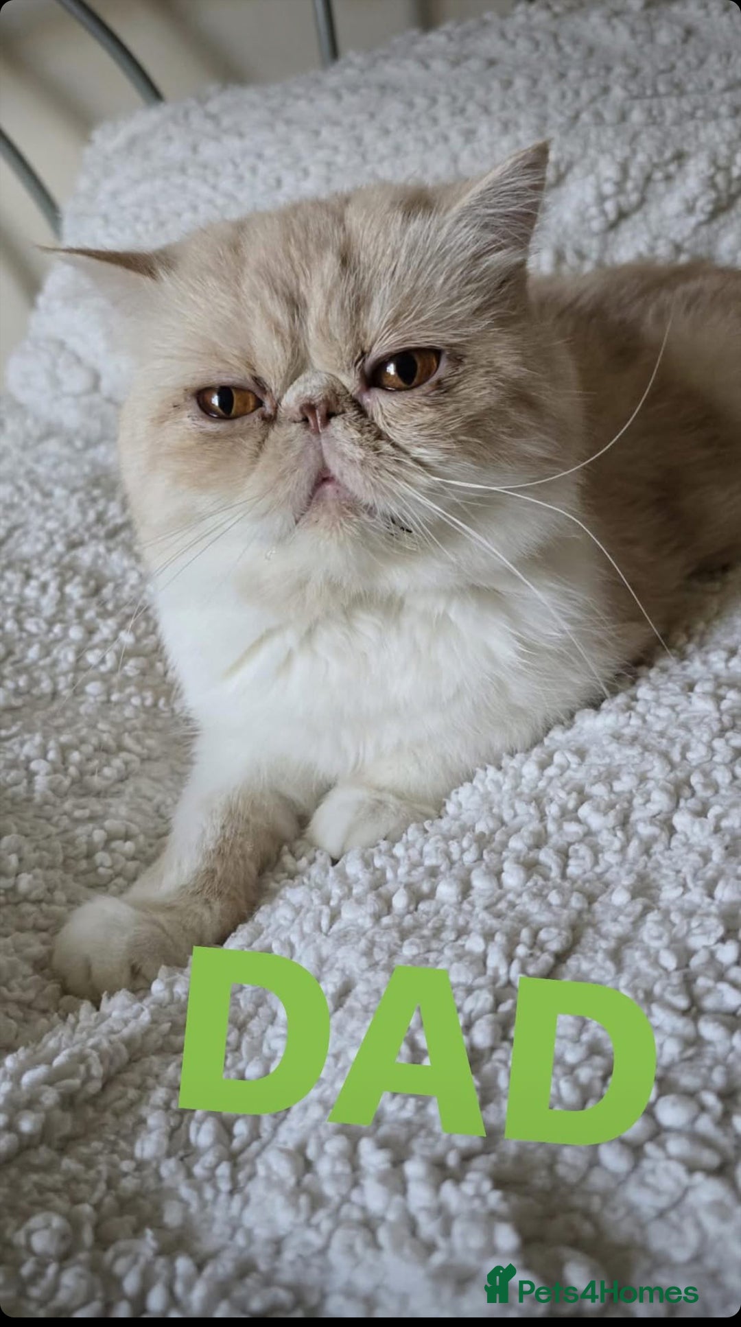 Persian cats for sale: Two beautiful MALE kittens 🐈‍⬛ 🐈‍⬛  - Image 14