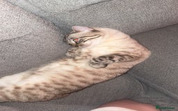 Bengal cats for sale: Beautiful boy  - Image 2