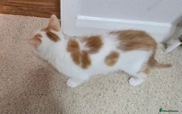 Mixed Breed cats for sale:  Blue eyes Flower pattern mark unique kitten  - Image 14