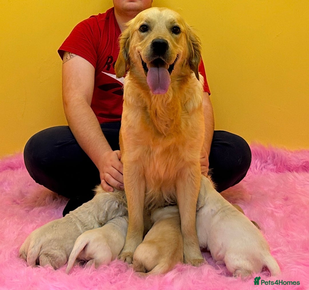 Golden Retriever dogs for sale: Stunning golden retriever puppies for sale  - Advert 12