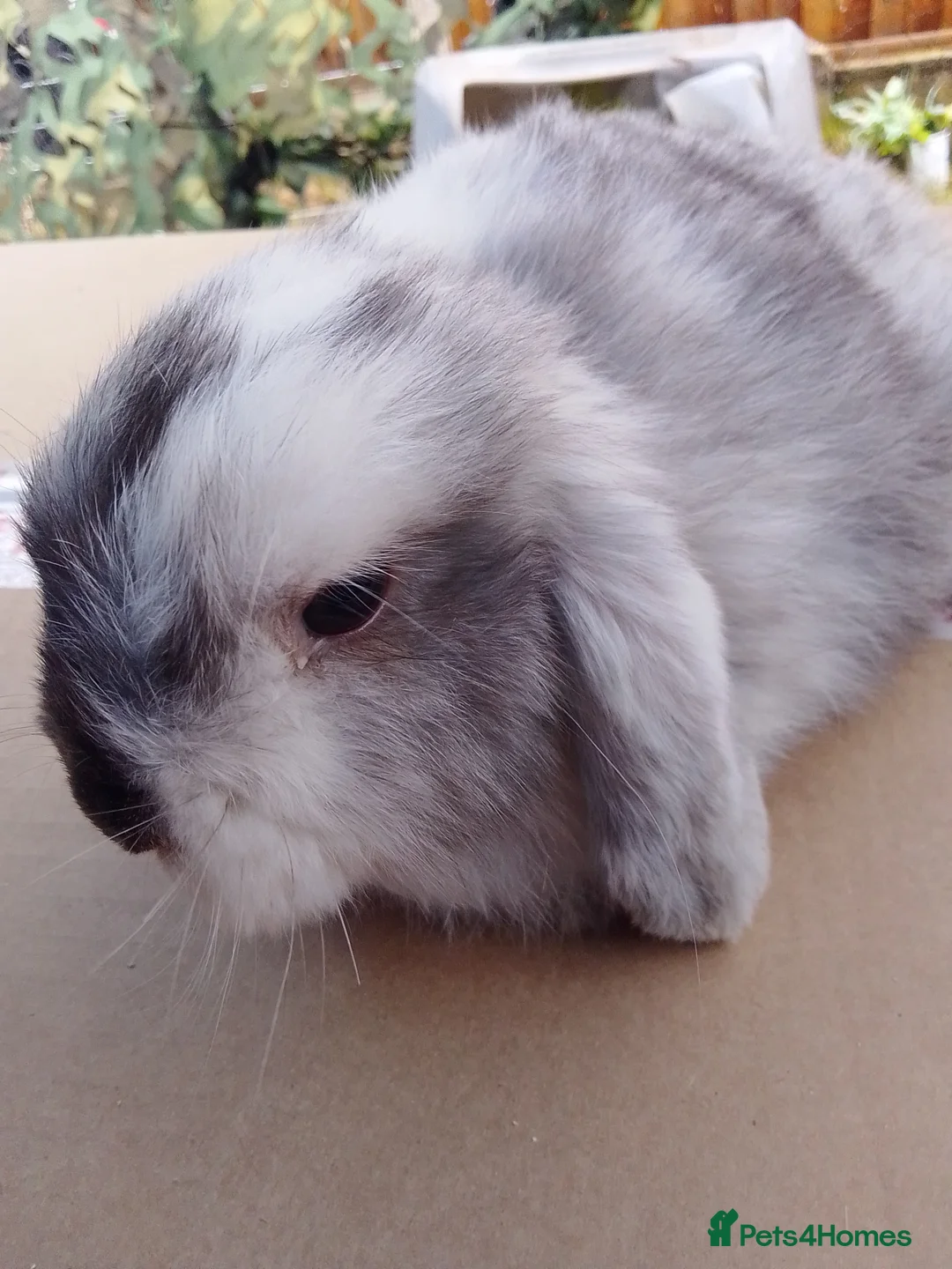 Mini Lop rabbits for sale: Beautiful blue mini lop bunnies ready to go  - Advert 7