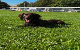 Cocker Spaniel dogs for stud: Gorgeous Chocolate Cocker for stud in Chichester - Image 15