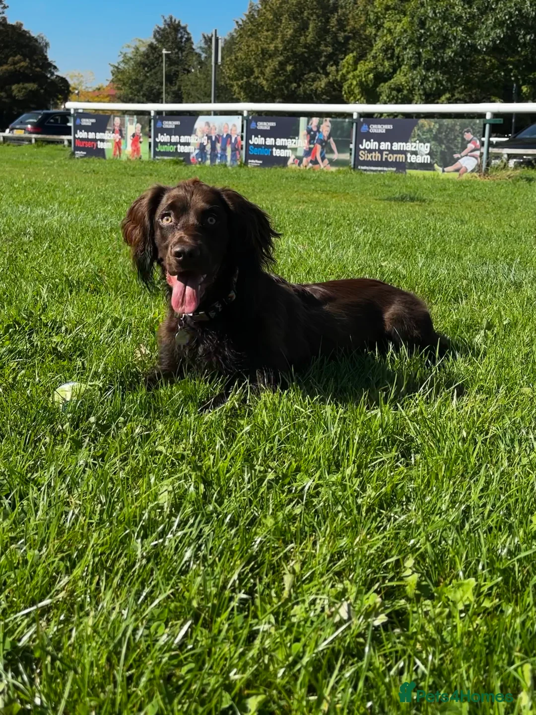 Cocker Spaniel dogs for stud: Gorgeous Chocolate Cocker for stud in Chichester - Advert 15